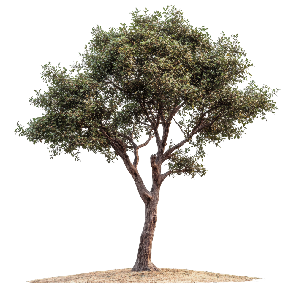 Close up view of a tree with lush green foliage on a Transparent background showcasing its intricate details, Tree on White background, real close up decorate tree in brown pod isolate die cut file png