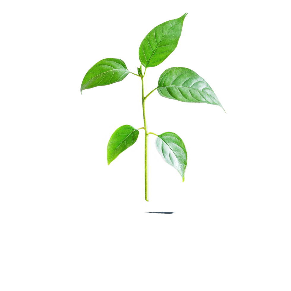 Plant sprouts from laptop symbolizing growth and technologys connection to nature in a modern workspace, Plant Growing Through Laptop on Transparent background png