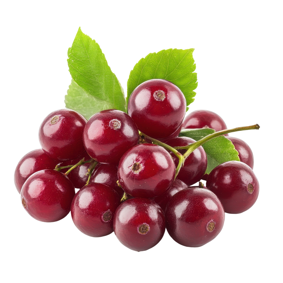 Bengal currants cluster on a white surface highlighting their vibrant color and fresh appearance, Carissa carandas Linn or Bengal currants, Karanda Carunda fruits on white background png