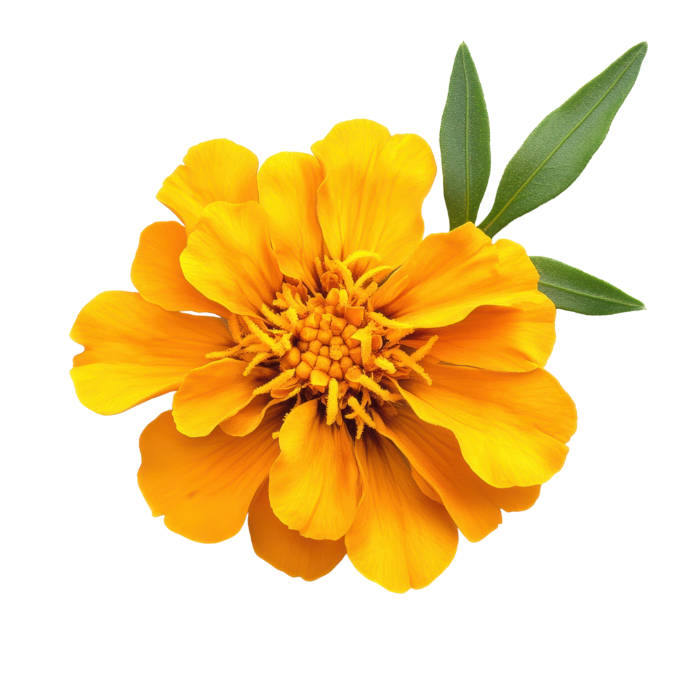 Bright marigold flower with vibrant yellow petals and green leaves isolated on a Transparent background, marigold flower isolated on background png