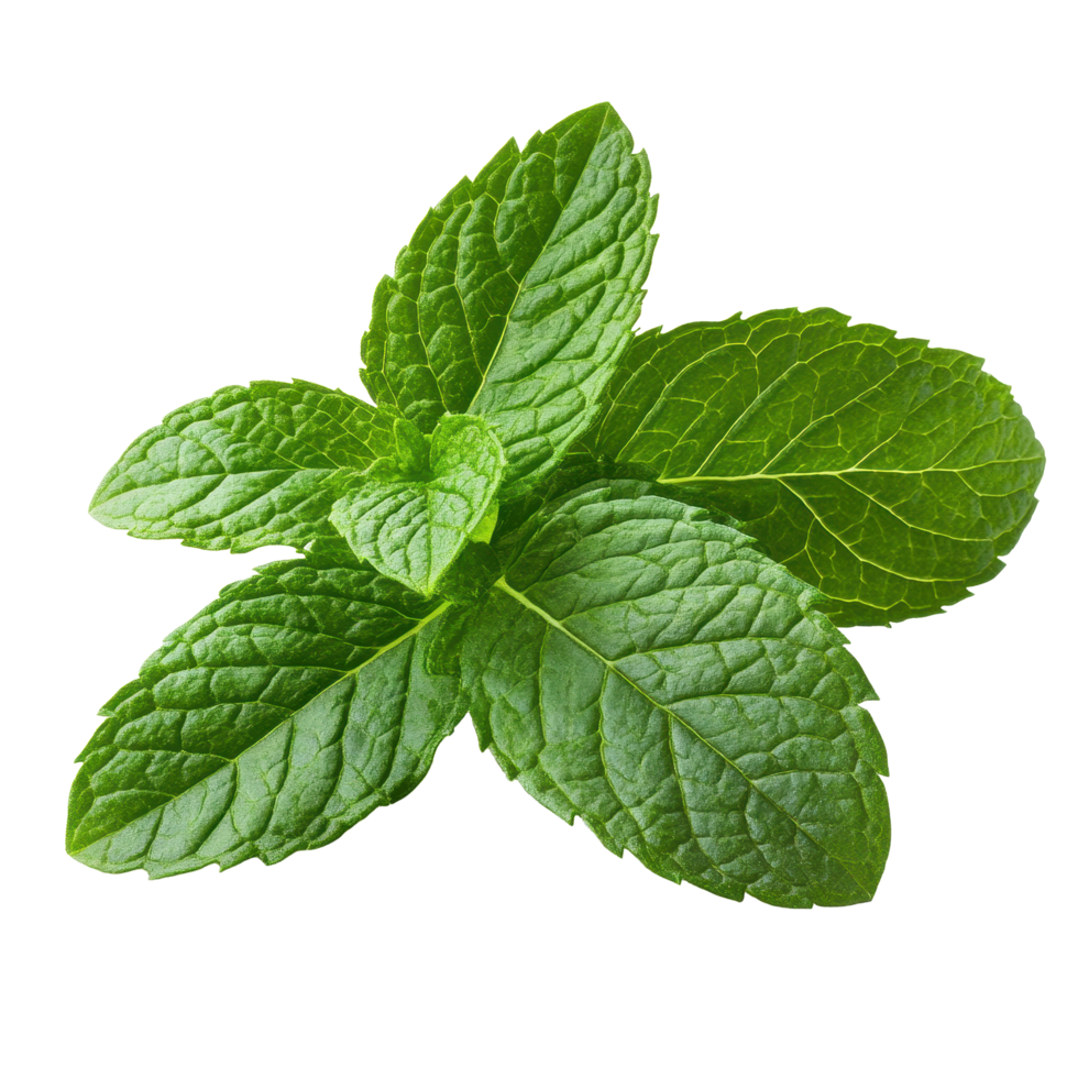 Fresh mint leaves isolated on Transparent background perfect for culinary uses and garnish ideas in cooking, of fresh mint leaves isolated on White background png