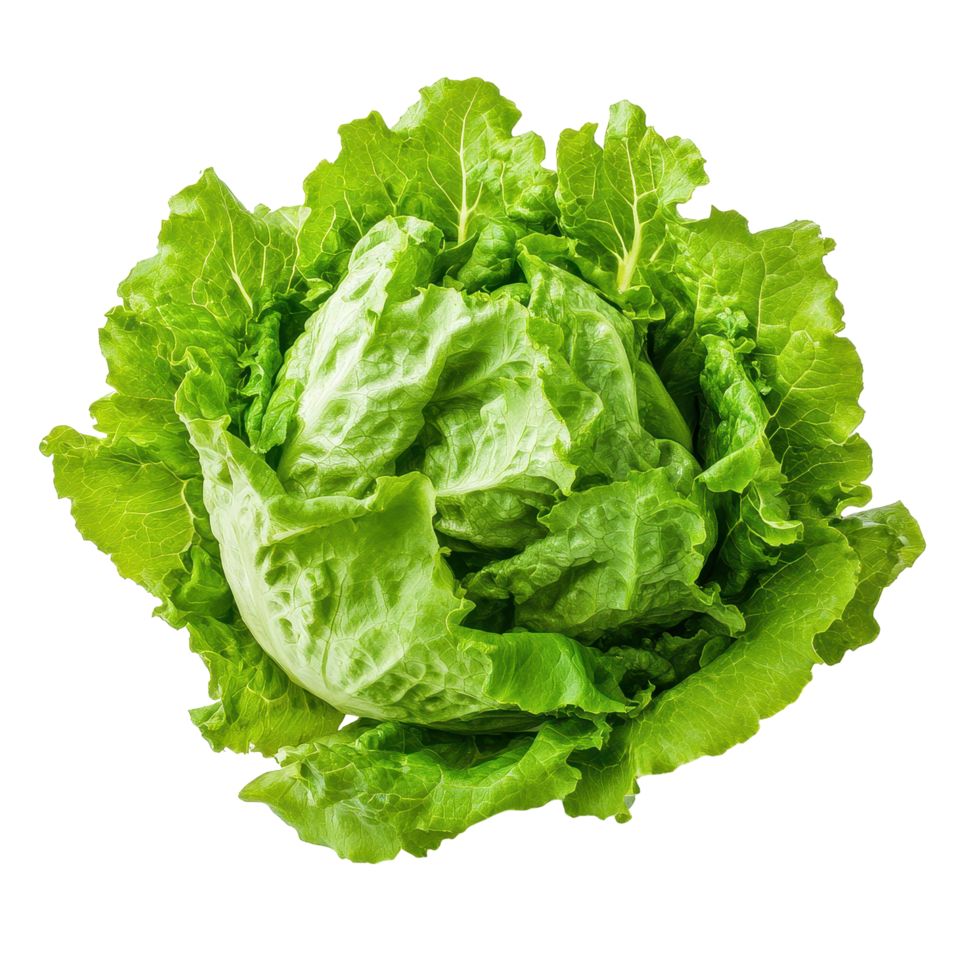 Fresh green cos lettuce presented on a clean white background for culinary use in salads and dishes, Fresh green cos lettuceisolated on white backgroundbackground png