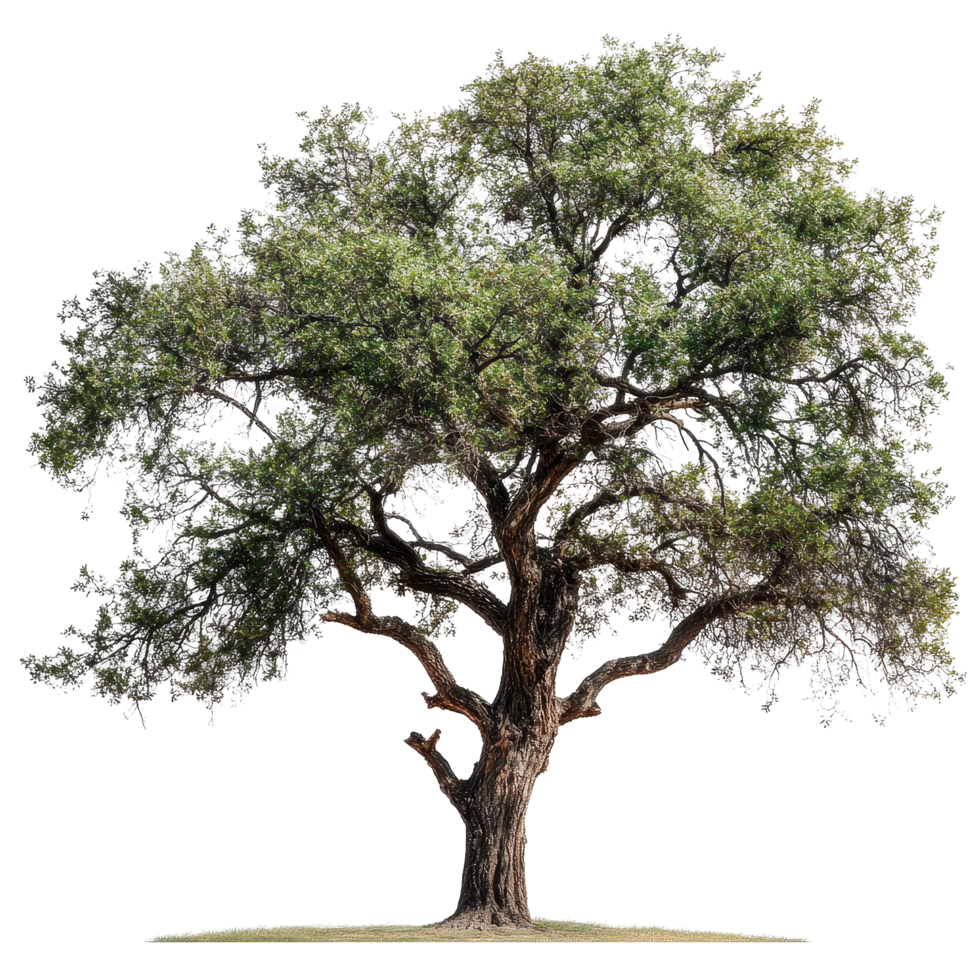 Large solitary tree with green leaves standing against a plain background in bright natural light, Image branches with leaves a large tree isolated on white background png