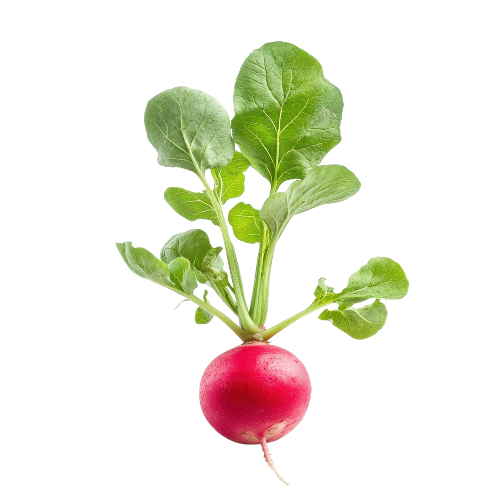 Fresh radish with vibrant green leaves isolated on Transparent background showcasing its natural beauty, radish isolated on background png