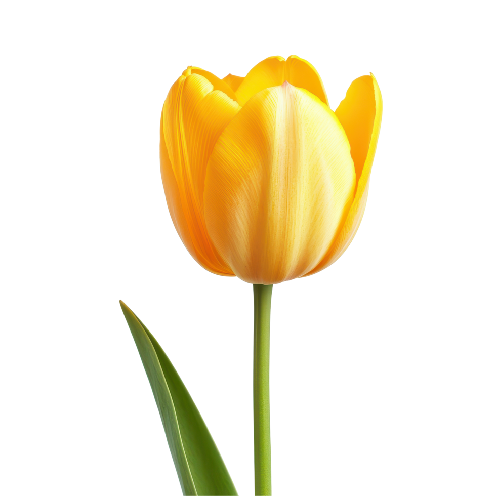 Beautiful closeup of a yellow tulip on a pristine Transparent background showcasing its vibrant petals and lush green leaves, Yellow tulip close up isolated on background png