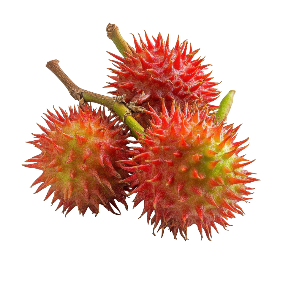 Rambutan fruit clusters displayed on a clean Transparent background for a fresh and vibrant look, Rambutan fruit isolated on background png