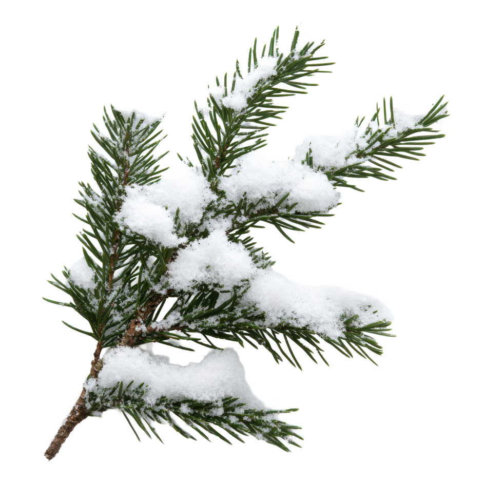 Snow covered Christmas tree branch isolated on white background for winter decor and nature themes, Christmas tree branch with snow isolated on white background png