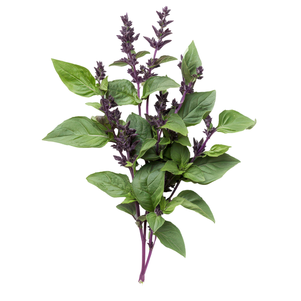 Holy basil plant branches with purple flowers on a white background for herbal use, Holy Basil,Ocimum sanctum isolate on white background png