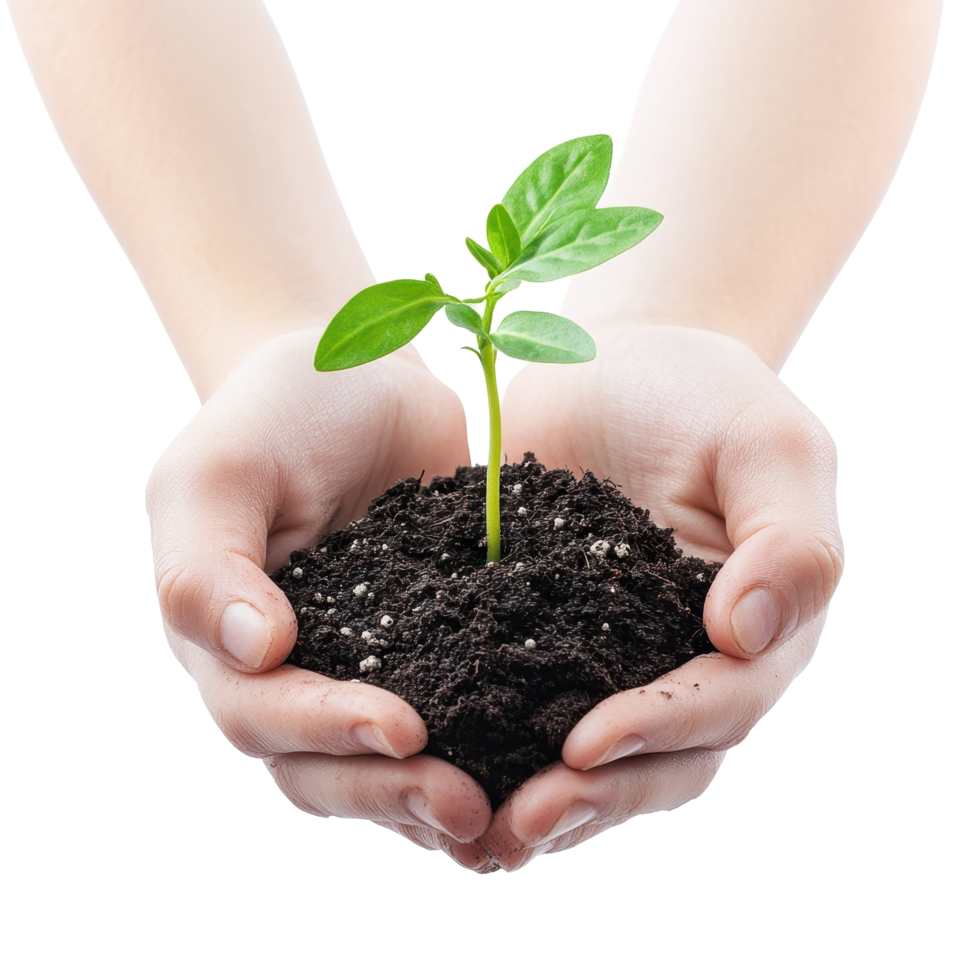 Hands nurturing a young plant sprout in soil isolated on a white background, Hands holding young plant sprout isolated on white background png