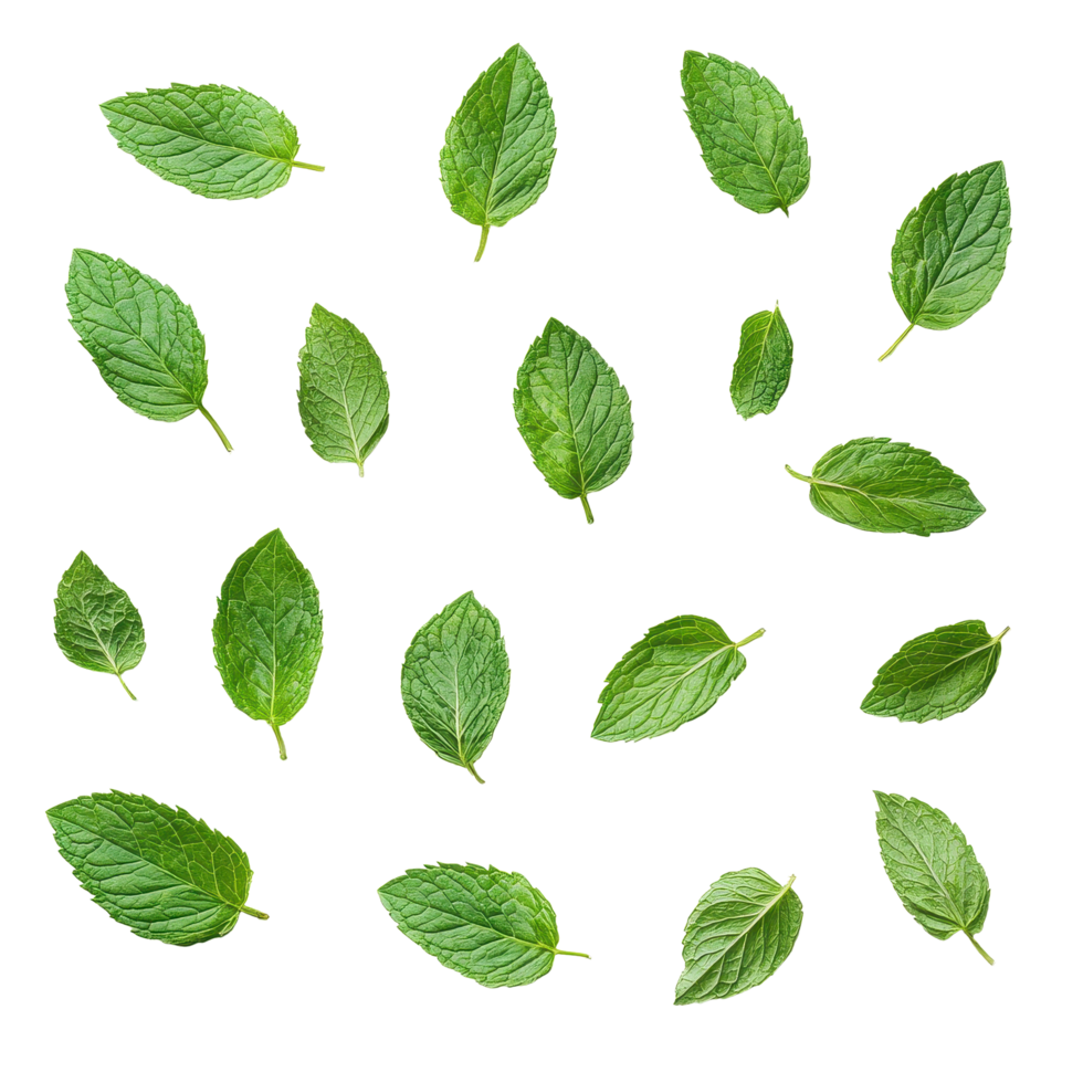 Fresh mint leaves pattern on clean white background for culinary and decorative use, Fresh mint leaves pattern isolated on white background png