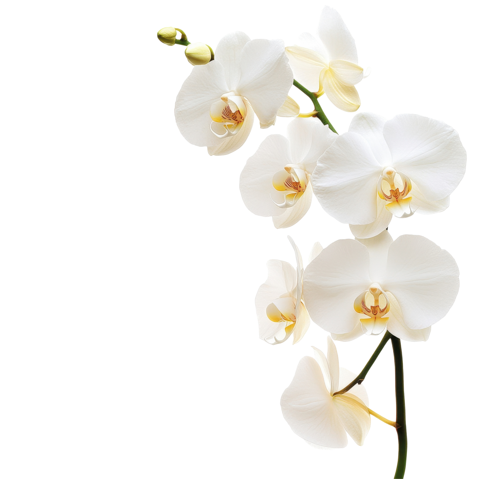 Elegant white orchid flower isolated on a pure Transparent background showcasing natural beauty and grace, Isolated image orchid flower on background png