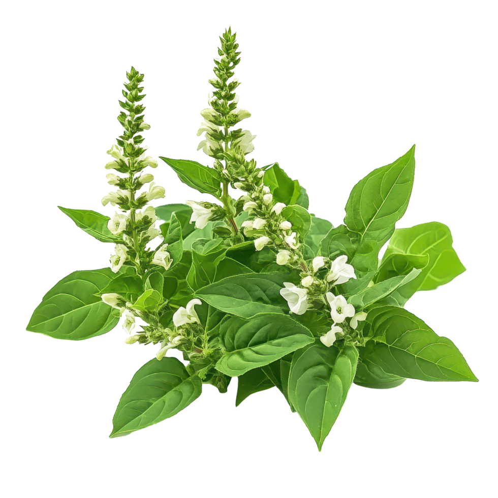 Holy Basil Ocimum sanctum isolated on white background showcasing its vibrant green leaves and flowers, Holy Basil,Ocimum sanctum isolated on white background png
