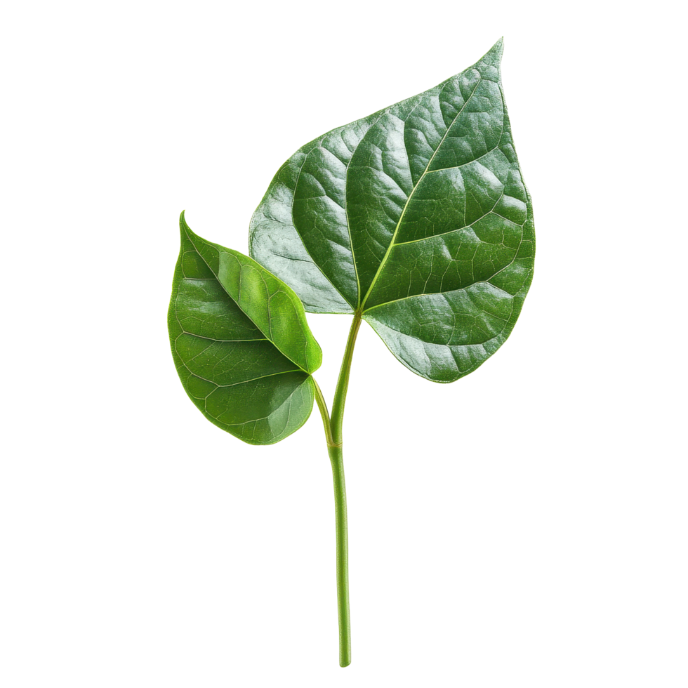 Kaempferia leaf displayed on a minimalistic Transparent background for botanical study, Kaempferia with leafisolated on background png