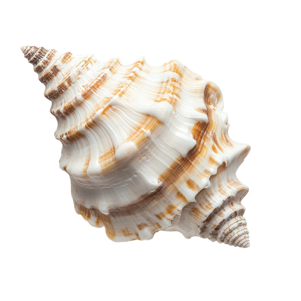 Unique seashell displayed on a Transparent background highlighting intricate patterns and textures, Seashell on background png