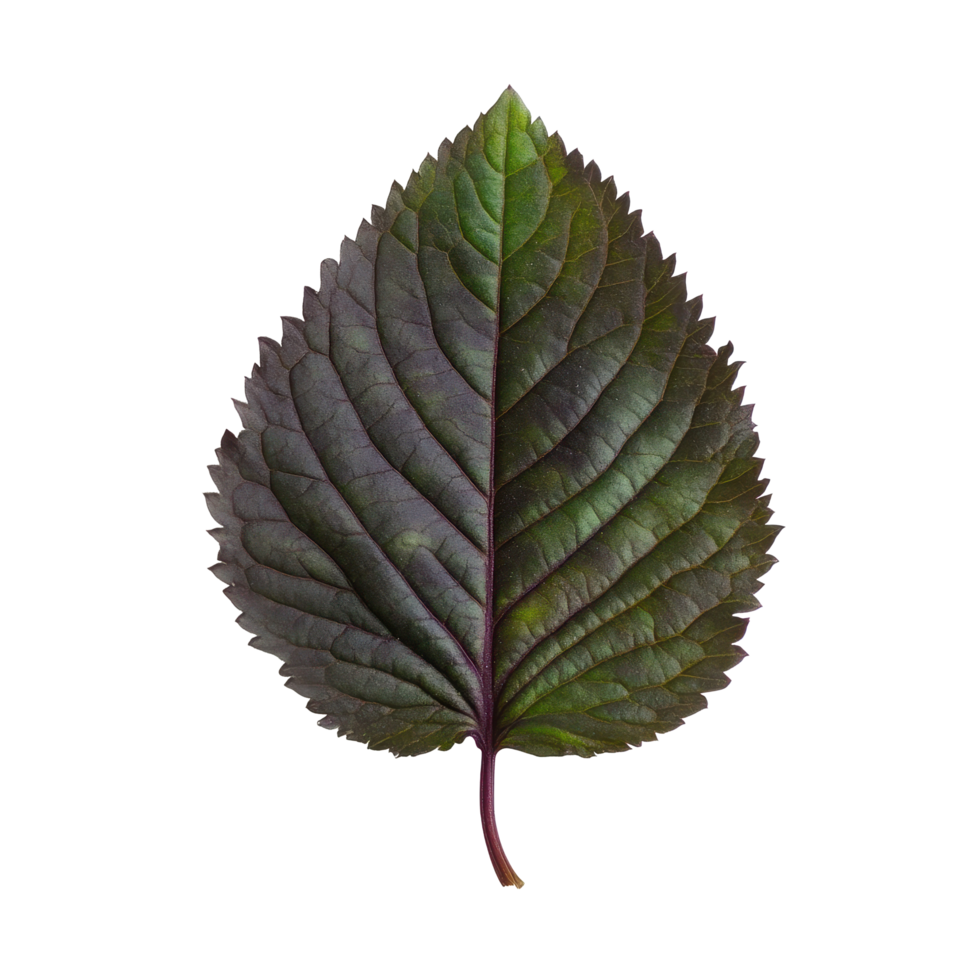 Shiso leaf showing vibrant green and purple hues isolated on Transparent background, Shiso leaf on background png