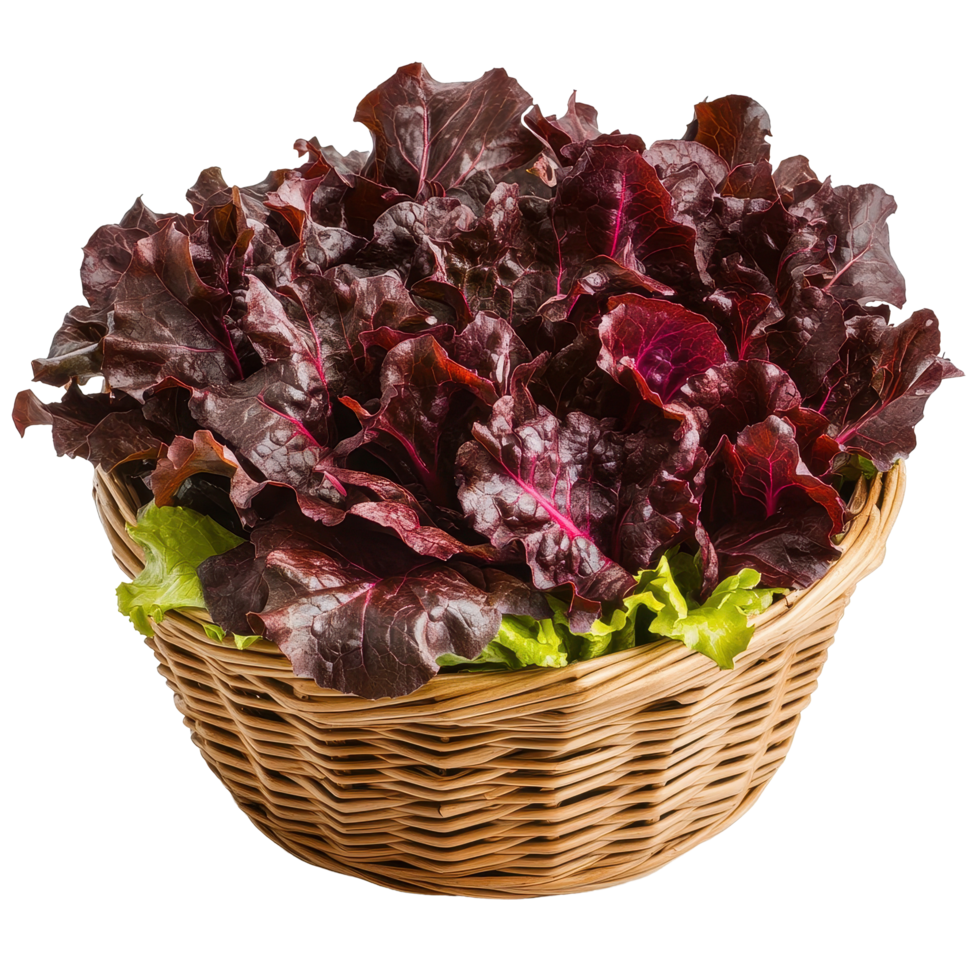 Fresh red lettuce in a woven basket ready for culinary use in a modern kitchen setting, Fresh red lettuce in the basketisolated on white background png
