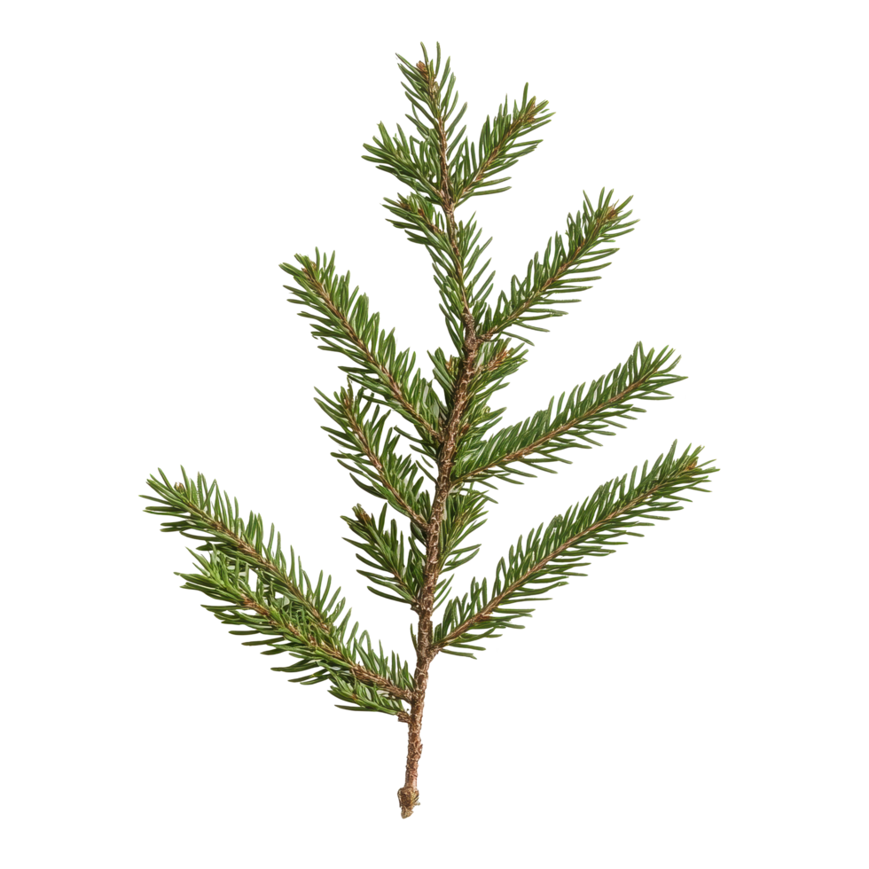 Fir branch showcasing vibrant green needles against a clean white background for natural decor, Fir branchisolated on white background png