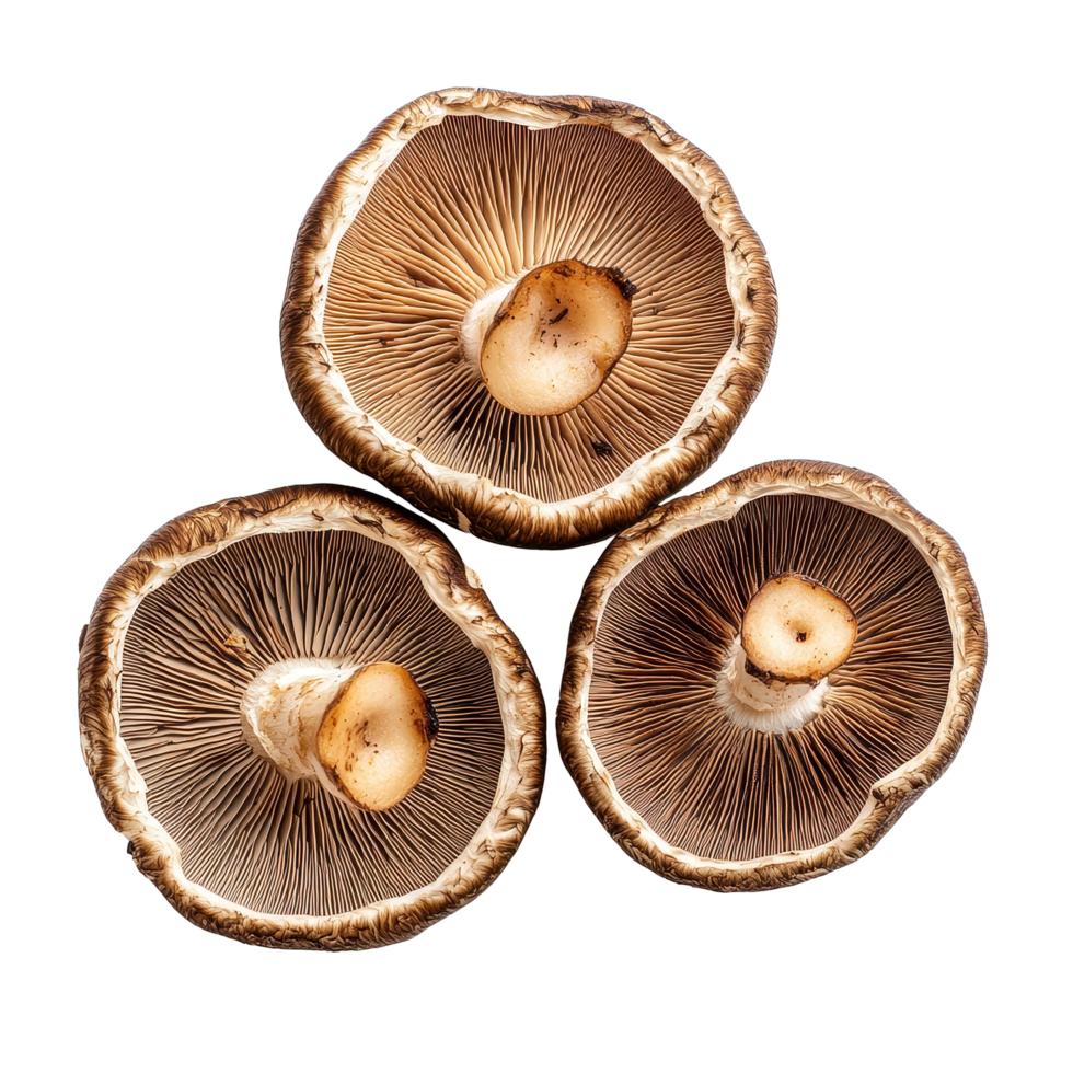 Freshly sliced shiitake mushrooms arranged on a clean Transparent background for culinary use and presentation, slice shiitake mushrooms on background png