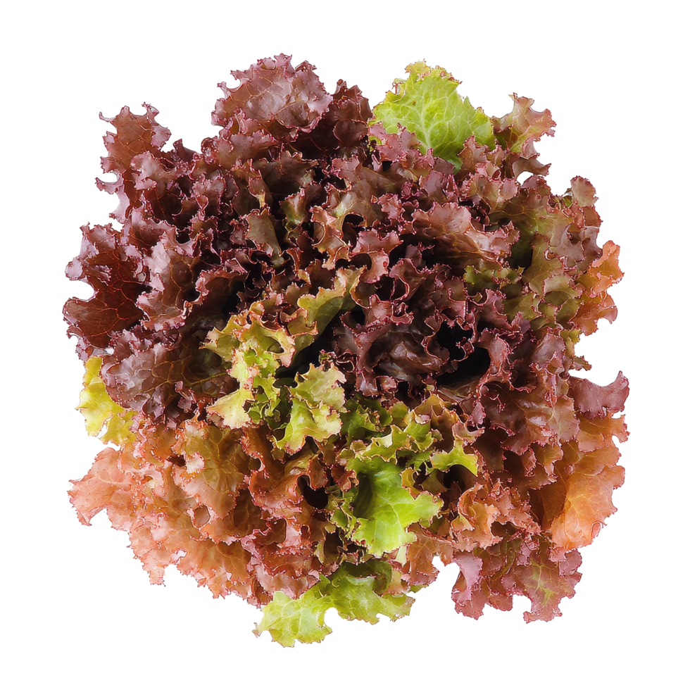 Fresh red oak lettuce arrangement on a clean Transparent background for culinary use, Red oak lettuce on background png