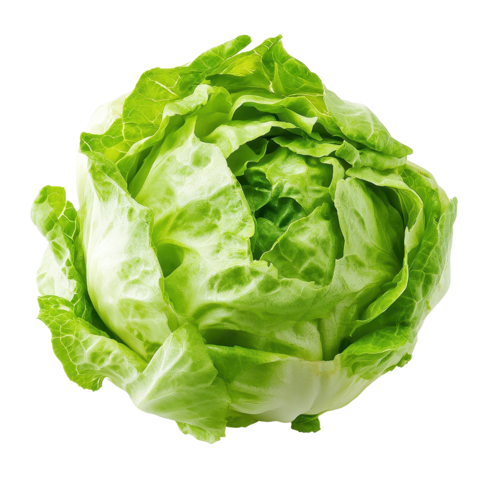 Fresh green iceberg lettuce with crisp leaves on a bright white background for healthy recipes, Green Iceberg lettuce on white background png