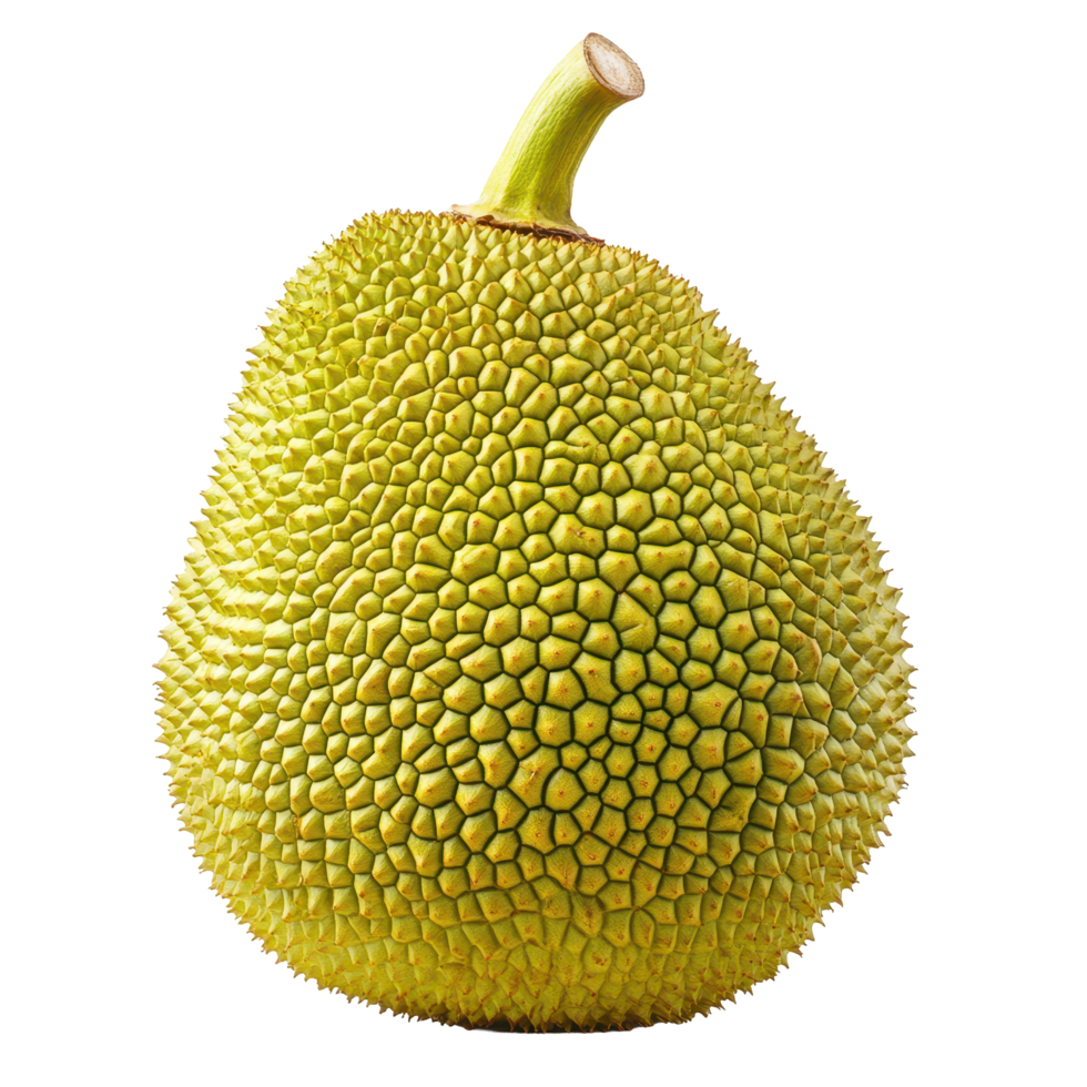 Young jackfruit displayed on a Transparent background highlighting its unique texture and shape, young jackfruit isolated on background png