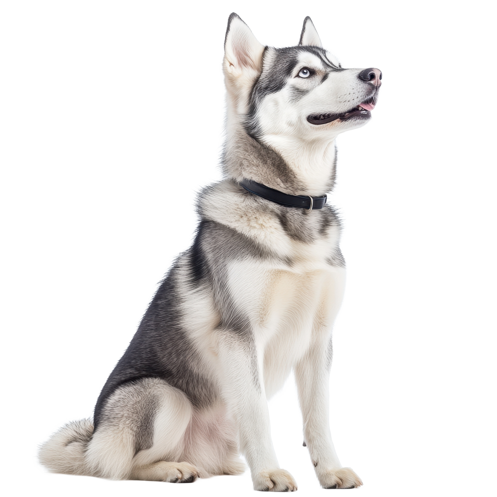 Siberian Husky sitting gracefully on a Transparent background with attentive expression, Siberian Husky on background png