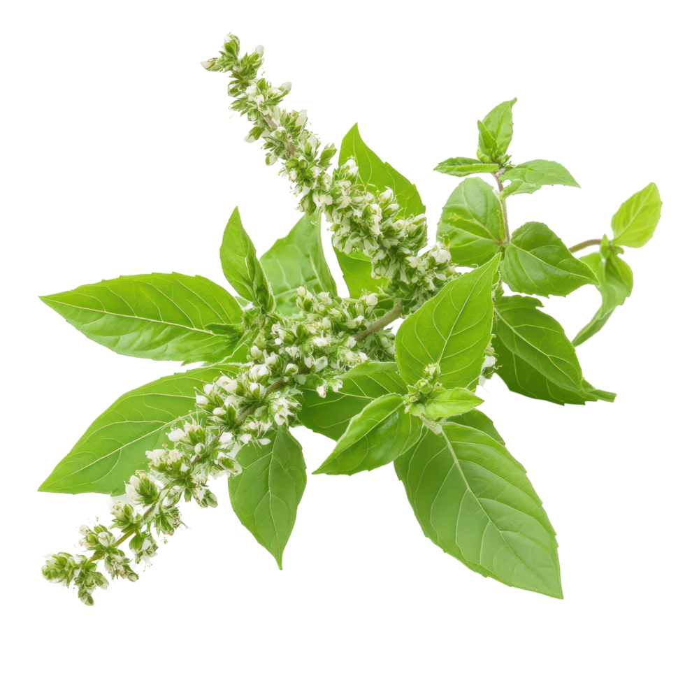 Holy basil Ocimum sanctum with vibrant green leaves and delicate flowers isolated on a white background, Holy Basil,Ocimum sanctum isolated on white background png