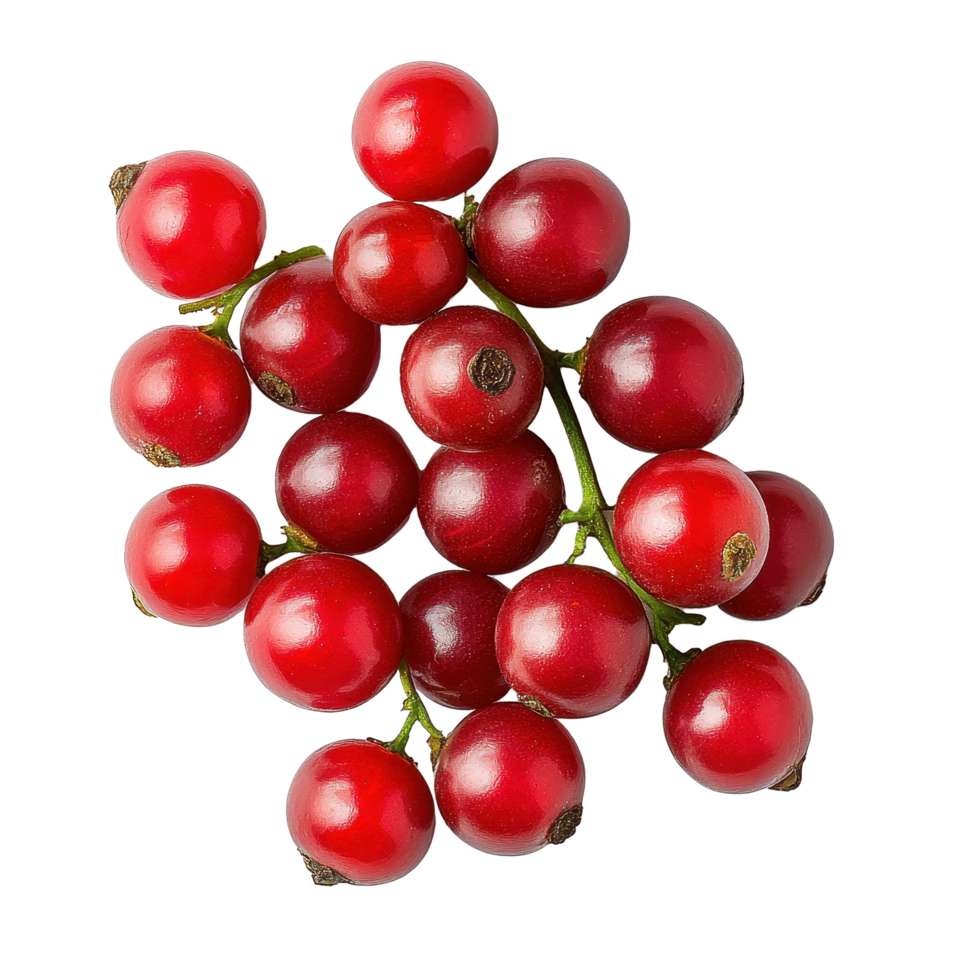 Bengal currants displayed in a vibrant cluster against a clean background, Carissa carandas Linn or Bengal currantsisolated on white background png