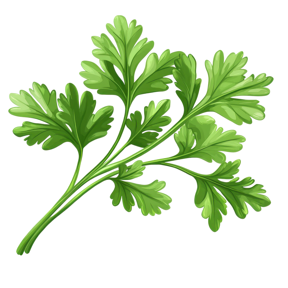 Fresh coriander leaves showcasing vibrant green color on Transparent background for culinary uses and garnishing, Coriander leaves isolated on background png