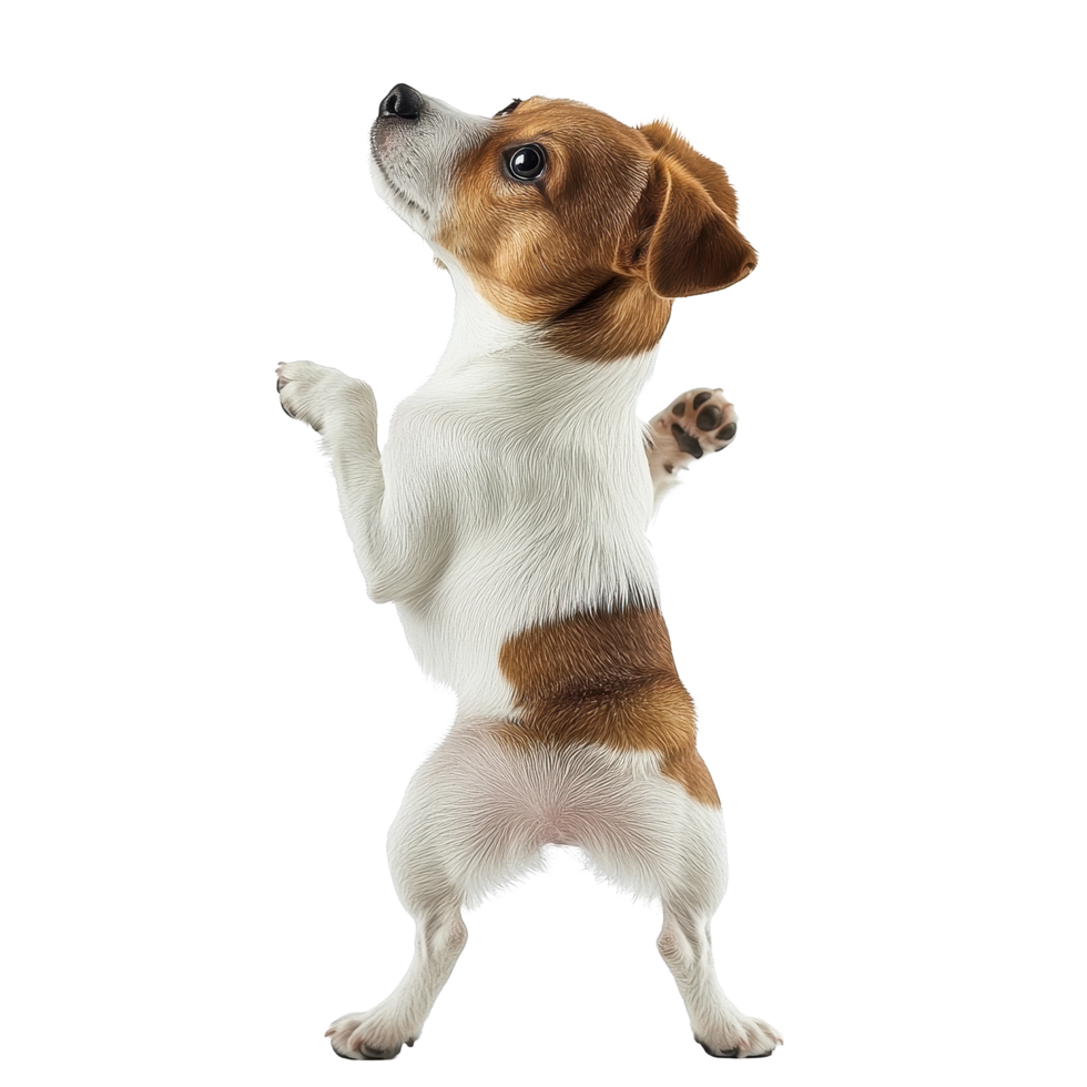 Cute little dog stands on back paws in a playful pose against a Transparent background, Little cute dog standing on two back paws isolated on white png
