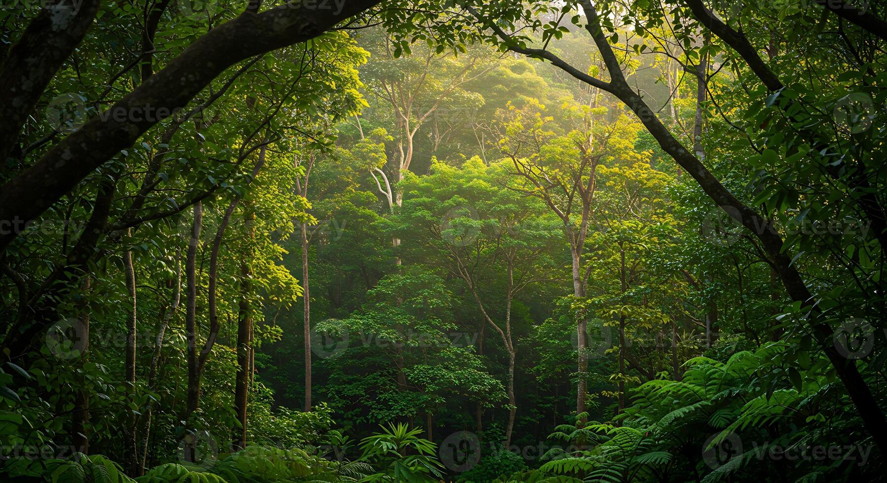 Lush Green Forest Scene with Sunlight Shining Through the Trees photo