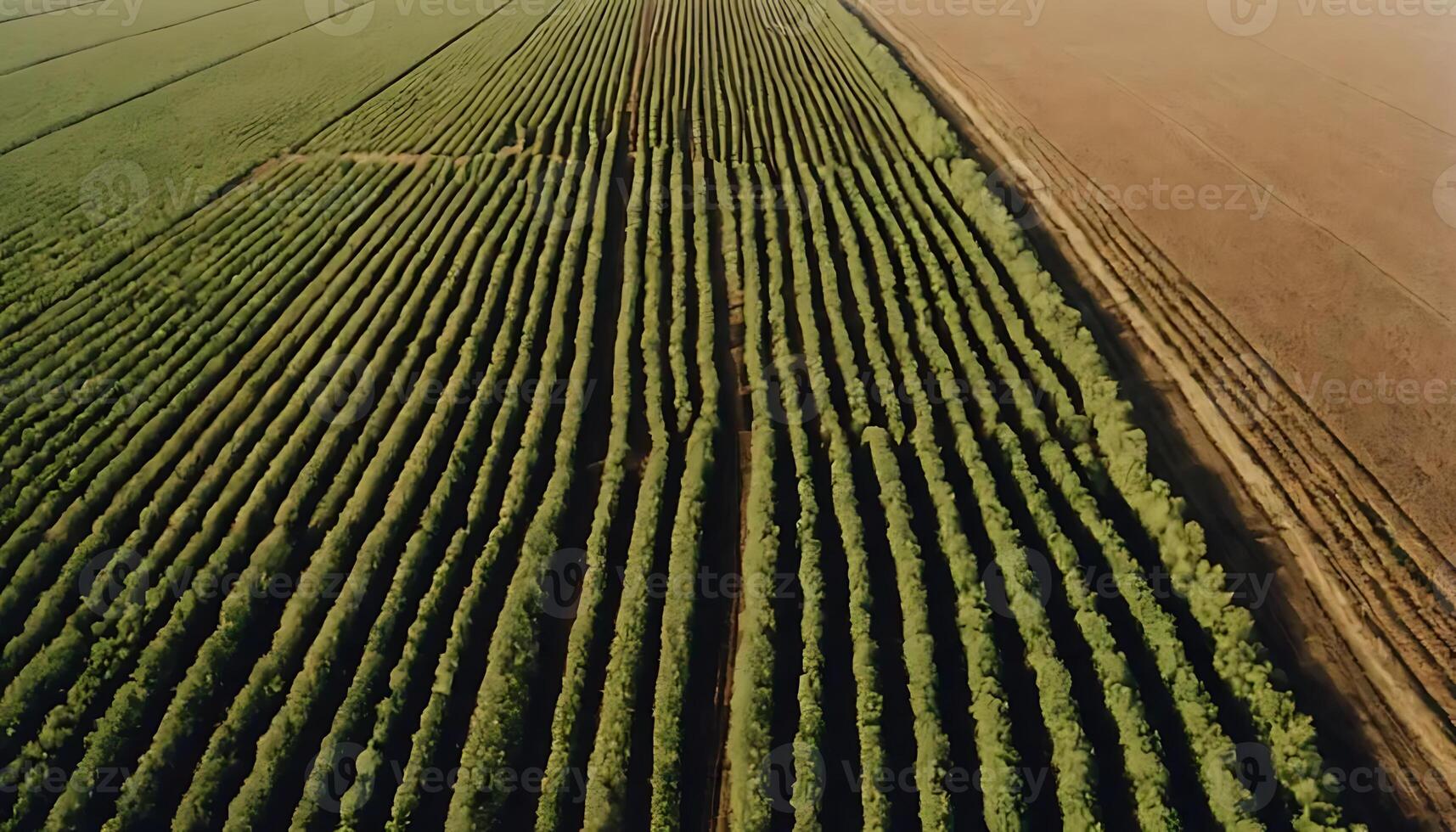 Aerial View of Coffee Plantation and Field on Sunny Day photo