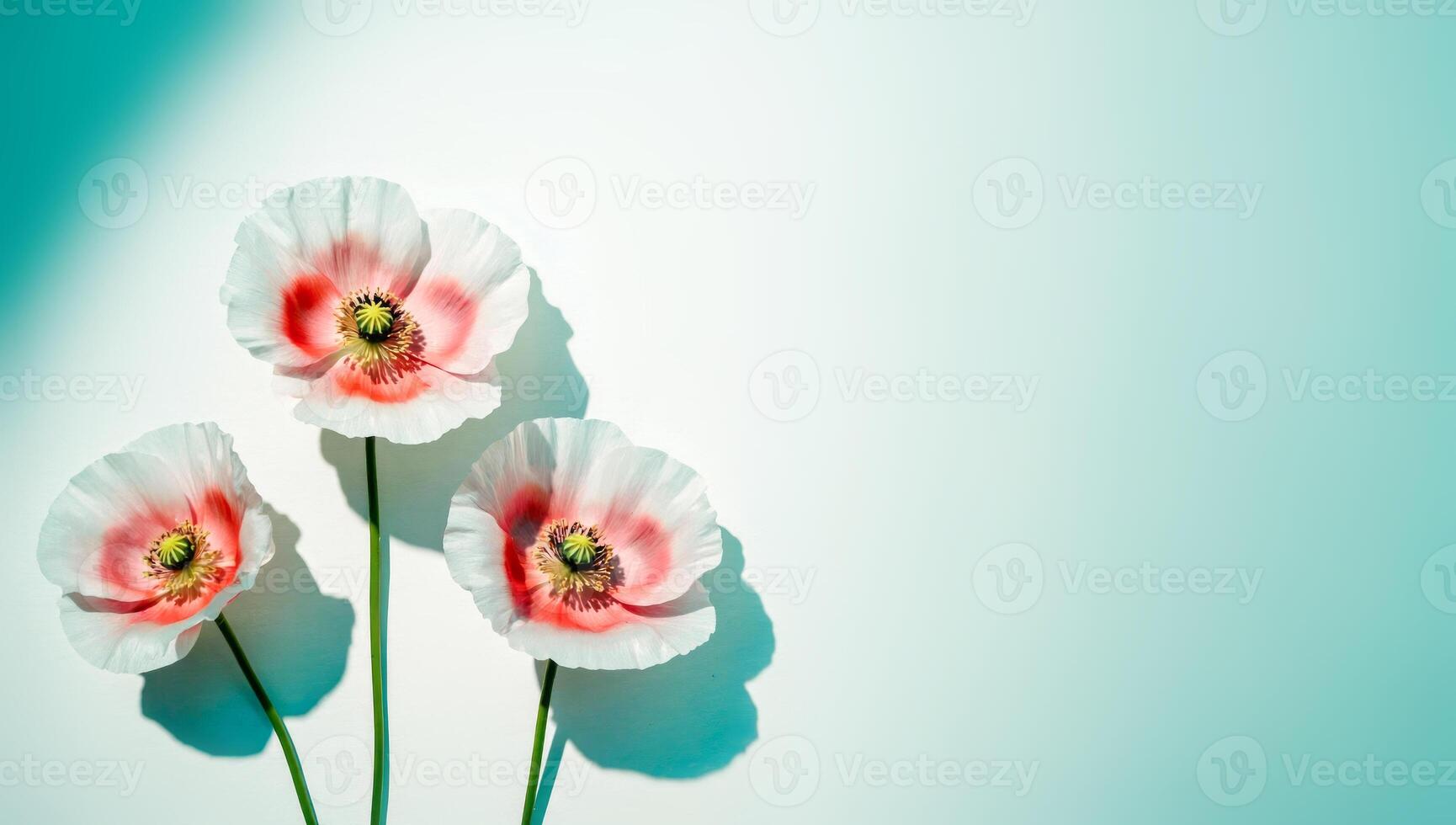 Three delicate poppies on soft gradient background with copy space photo