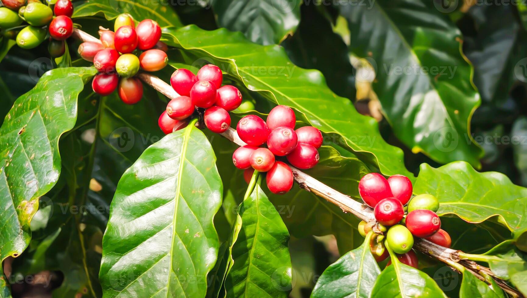 Coffee cherries growing on branch with lush green leaves and dewdrops photo