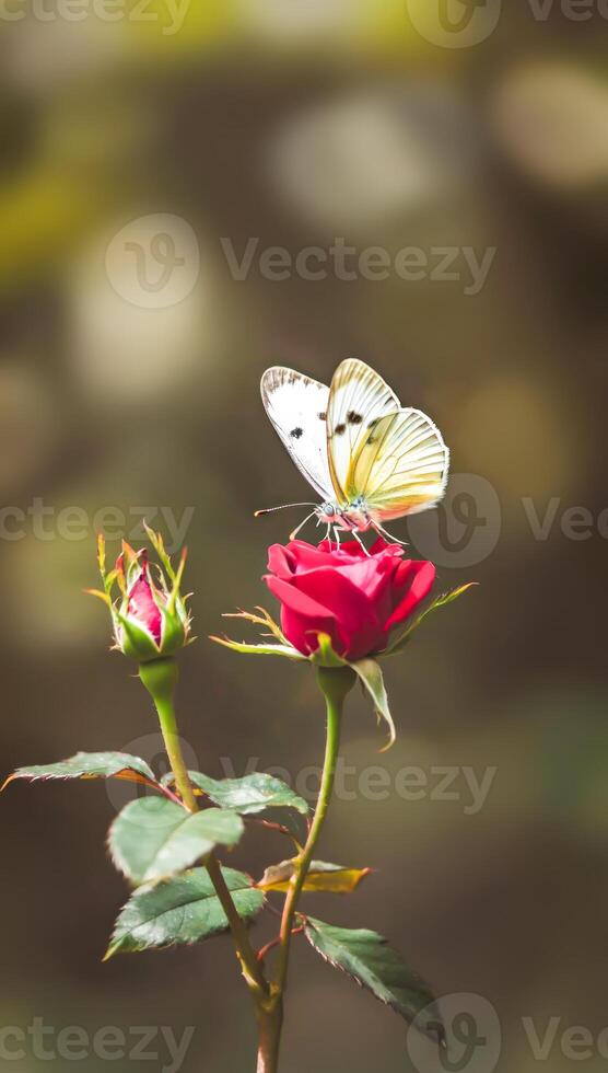 Delicate white butterfly gracefully perched on blooming red rose photo