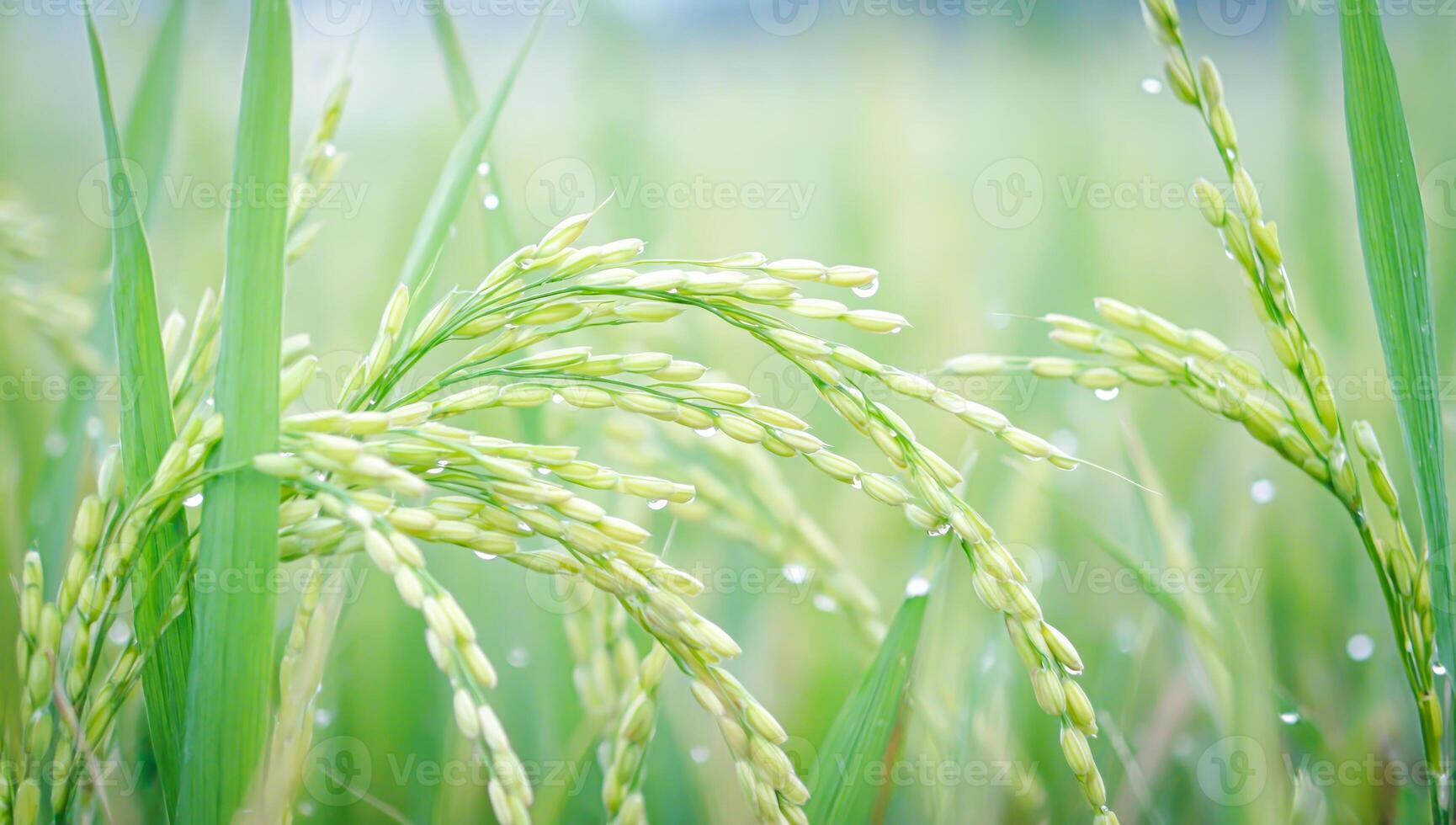 Fresh green rice plants with morning dew in lush paddy field under soft natural light photo