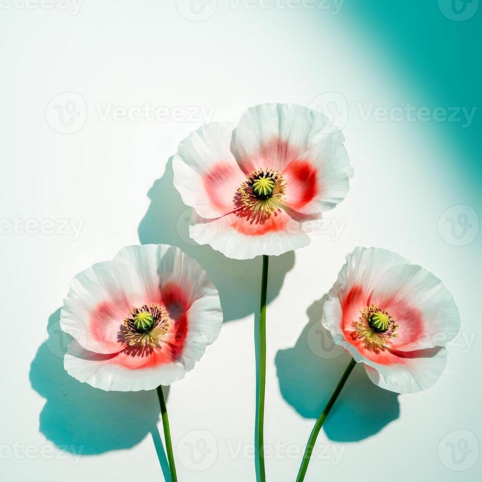 Three delicate poppies on soft gradient background photo