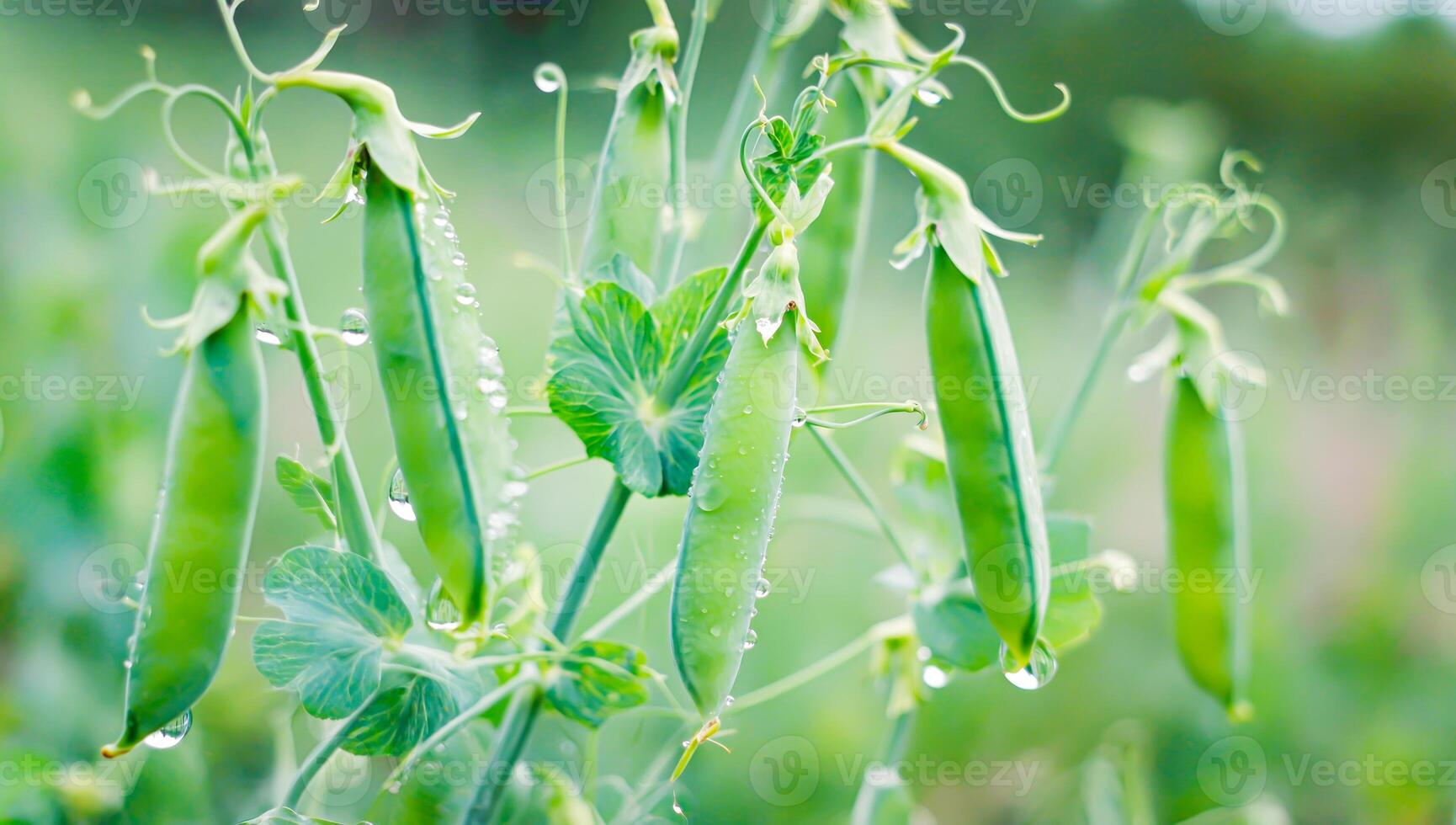 Fresh green pea pods covered in dew drops, hanging from delicate vines in lush garden photo