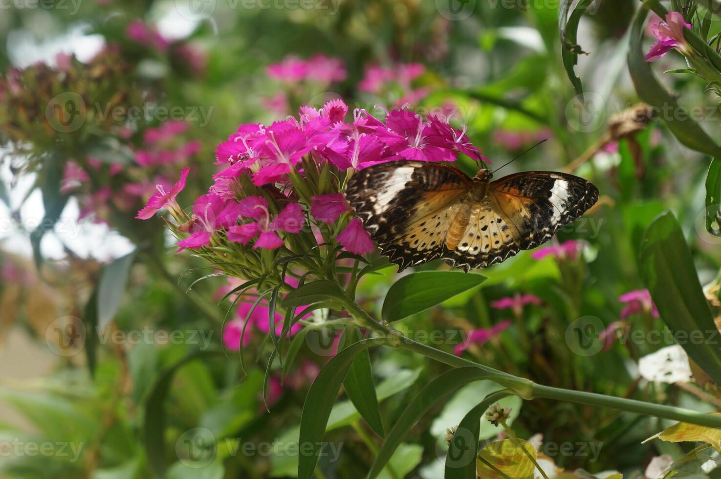 Butterfly on Blossom, A vibrantly patterned butterfly gracefully perches on a cluster of vibrant pink blossoms, sipping nectar and captivating the essence of delicate natural beauty. photo
