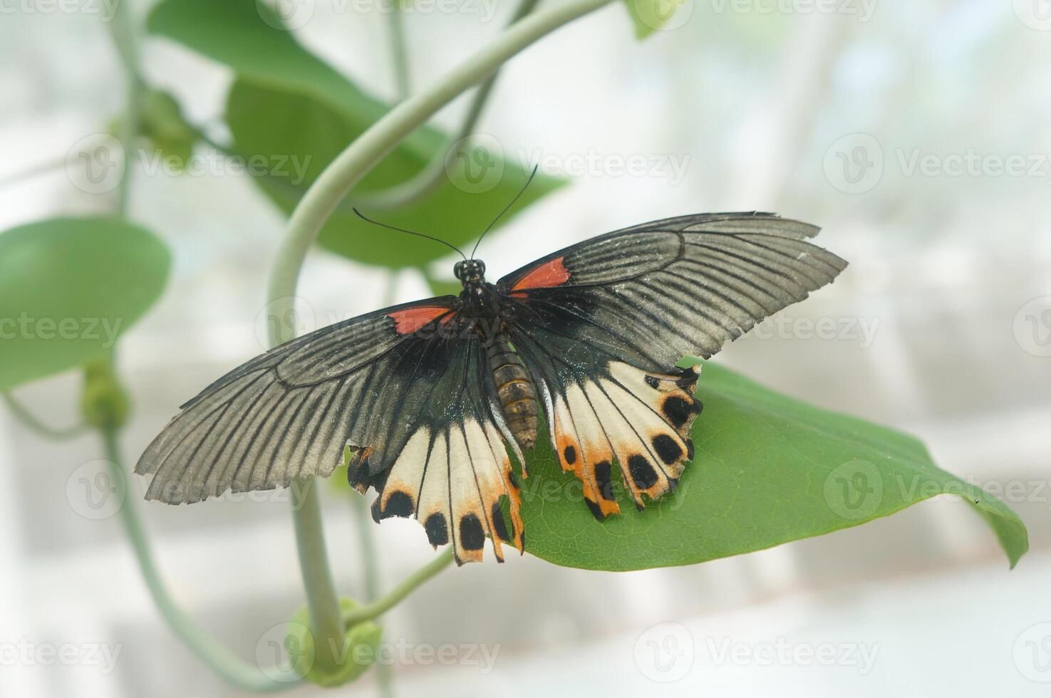 Black Butterfly on Leaf, A captivating Papilio memnon butterfly, its wings gracefully spread, rests delicately on a vibrant green leaf, a harmonious dance of nature. photo