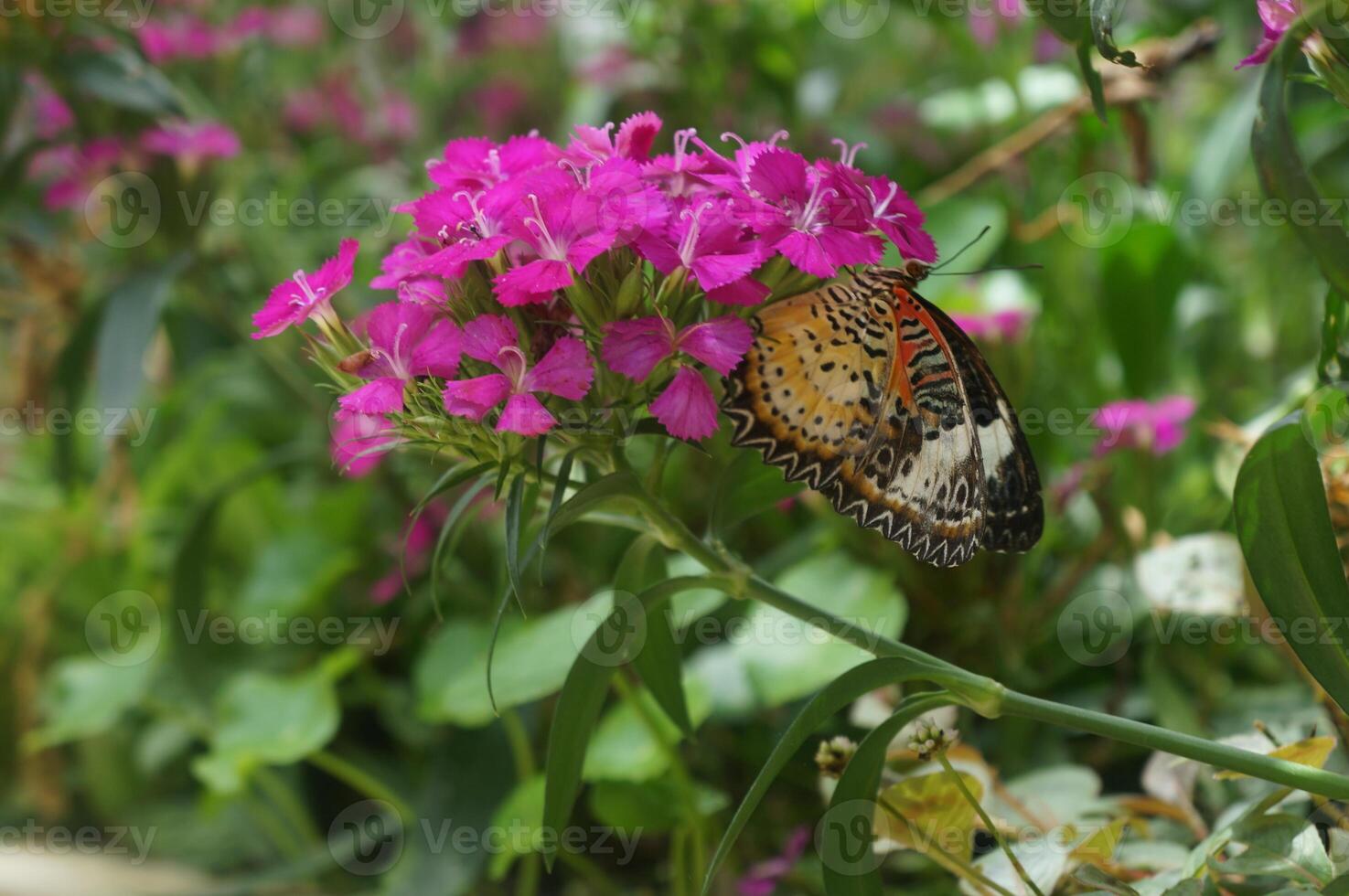 A vibrantly patterned butterfly gracefully perches on a cluster of vibrant pink blossoms, sipping nectar and captivating the essence of delicate natural beauty. photo