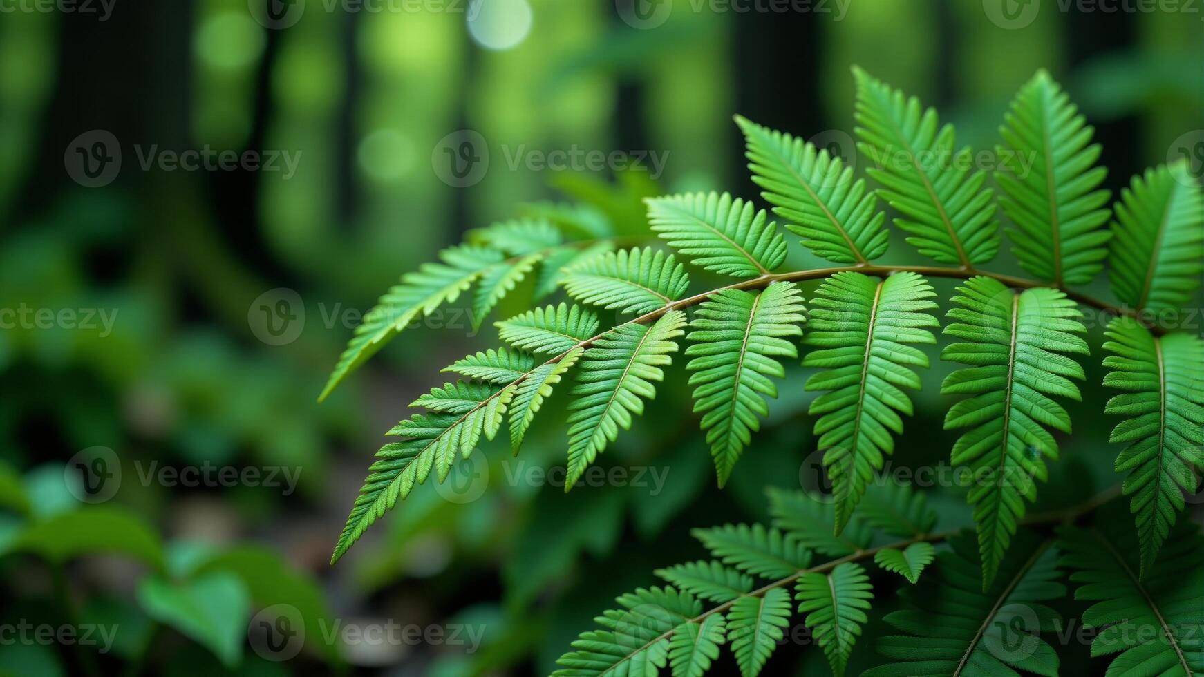 Fern Frond In Lush Forest Setting photo