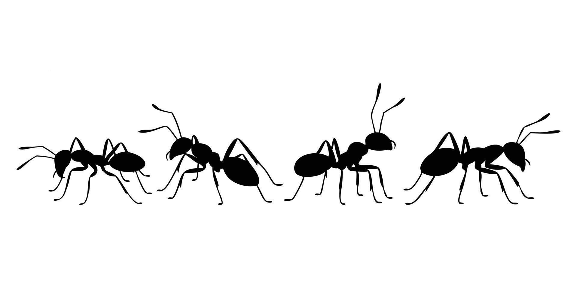 Black Silhouette Illustration of Four Ants in Different Walking Poses with Detailed Body Shapes vector