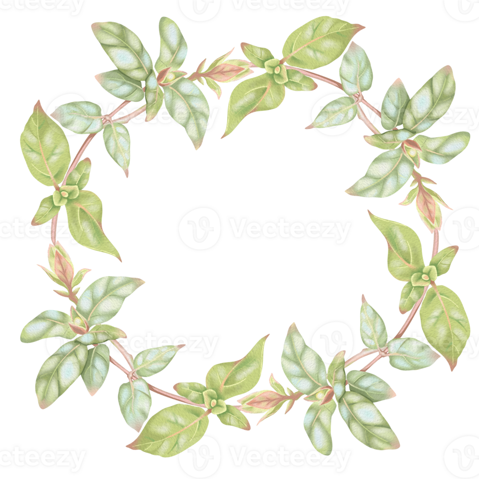 Round honeysuckle frame with green leaves and buds. Hand-drawn watercolor natural frame of woodbine. Perfect for wedding invitations, botanical prints, minimalist home decor, romantic greeting cards. png