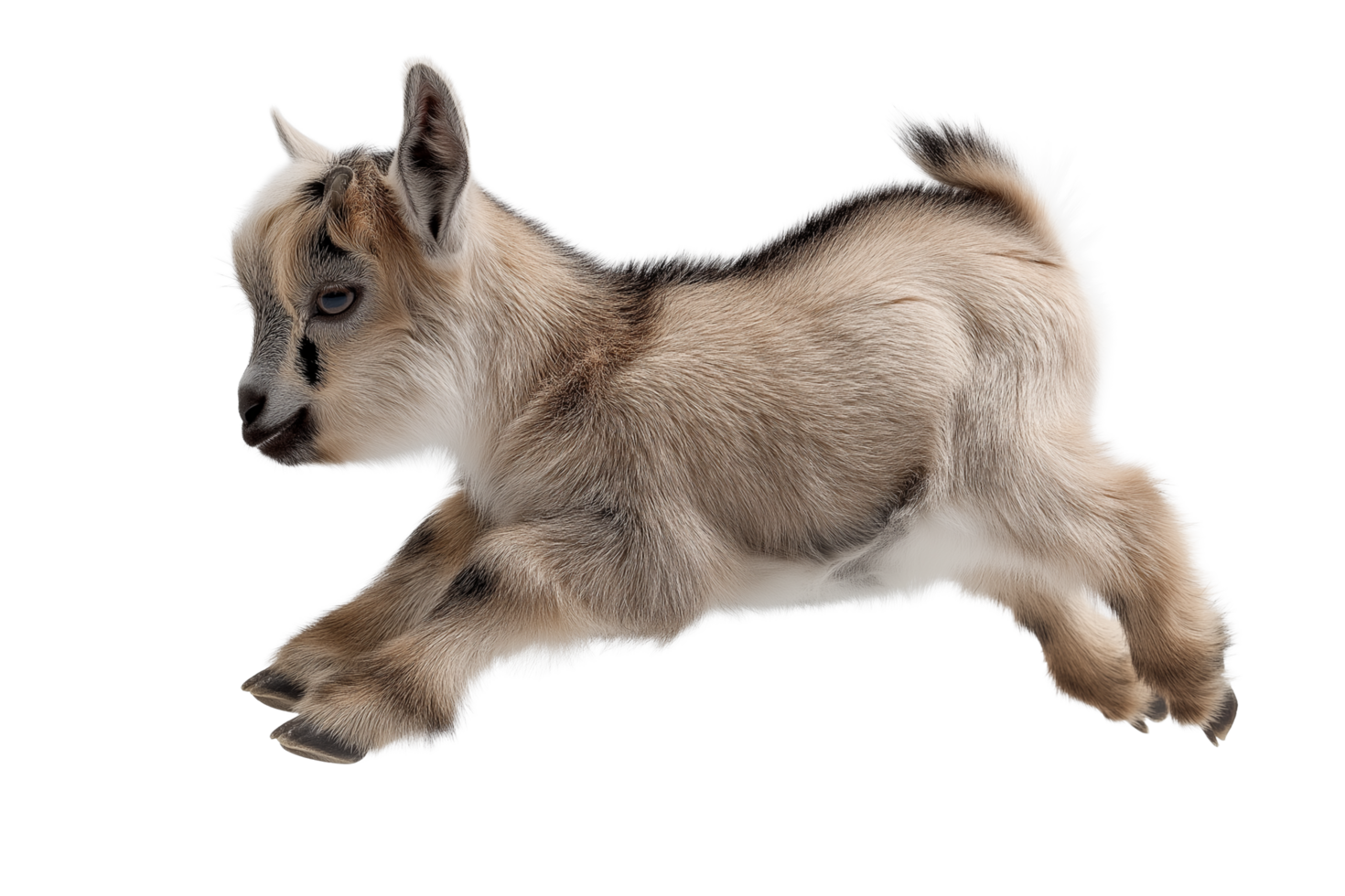 a baby goat running on a transparent background png
