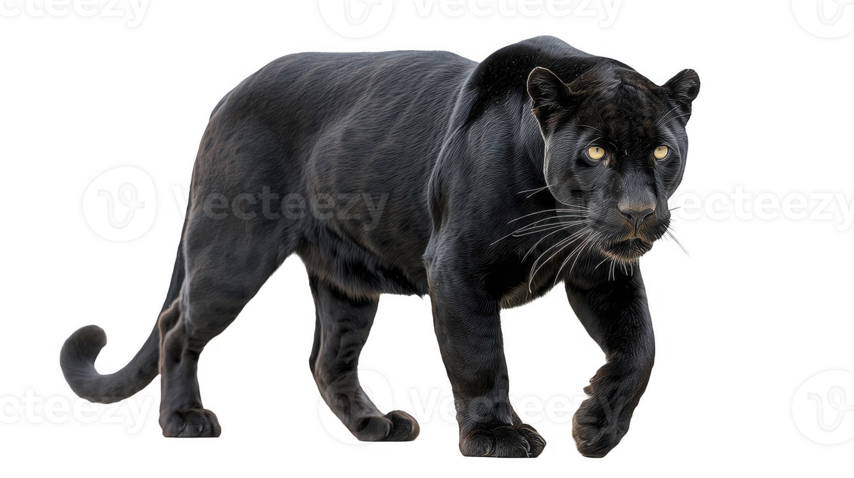 Black Panther Animal Walking for Wildlife and Nature Projects isolated on transparent background png