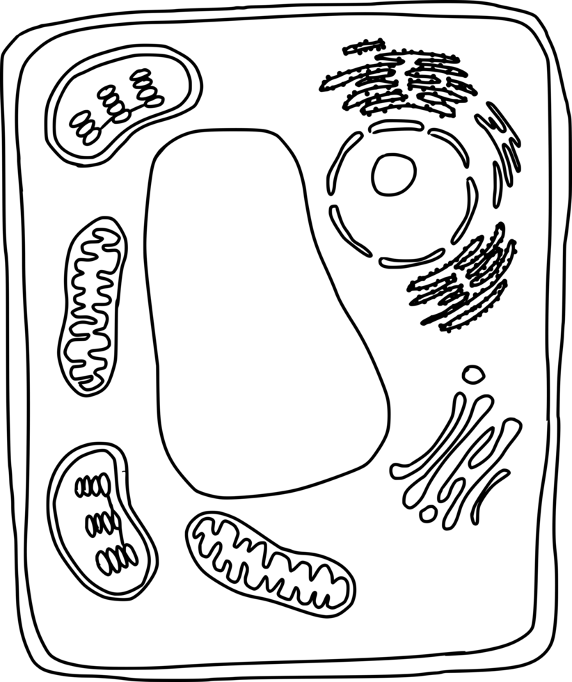 plant cell structure outline png