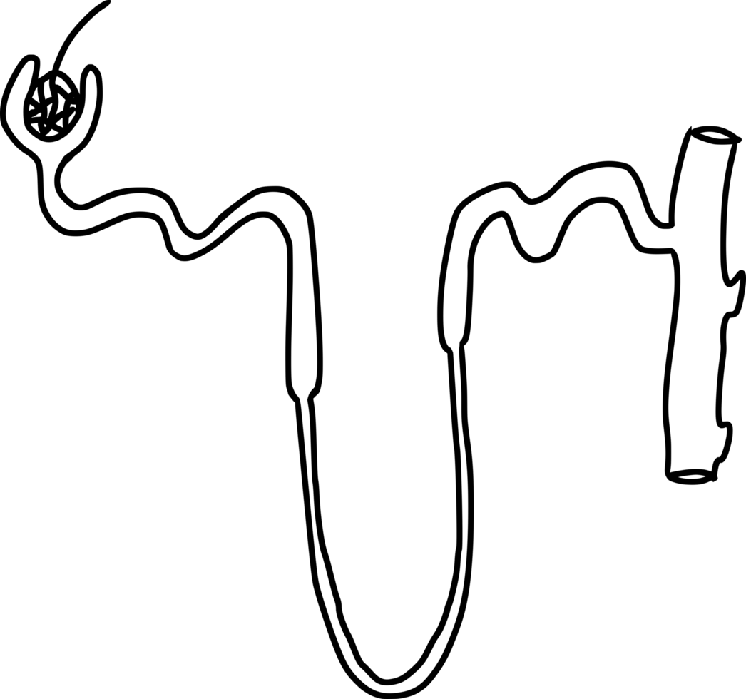 nephron structure diagram line png