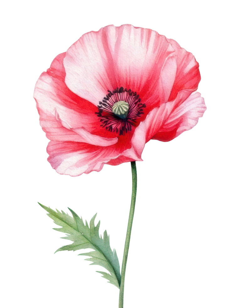 Watercolor blooming pink poppy flower with leaf clip art illustration png