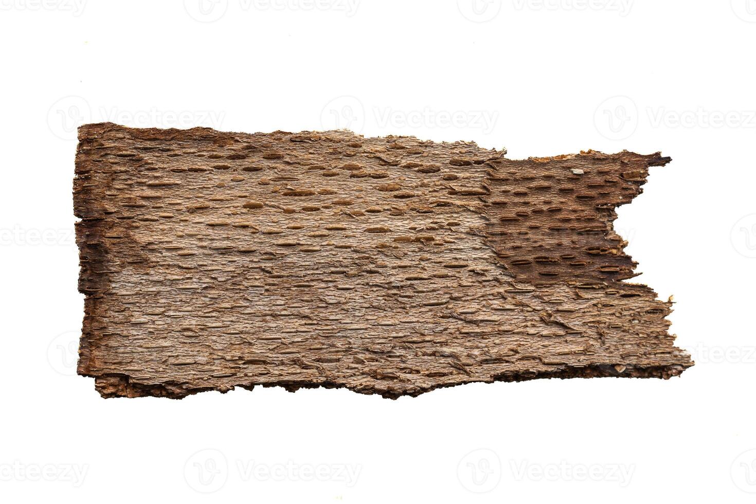 brown beech bark photo